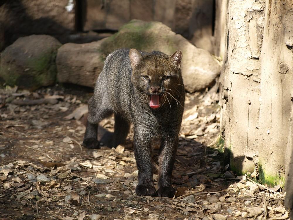 貓科動物種類大全:八大家族,40種野貓-質信十強榜