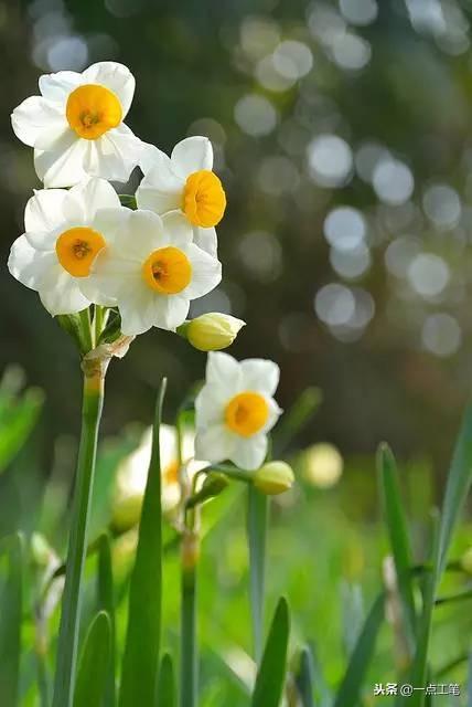 水仙花的寓意和象征，水仙花的寓意与象征（中国十大名花之冰波仙子——水仙）