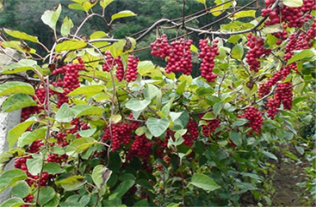 五味子种植技术与栽培管理，五味子的栽培技术和管理（让你轻松学会种植）
