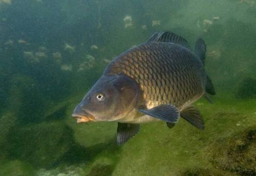 湄公河在我国境内的名称是什么，湄公河在哪里（你真的了解湄公河吗）
