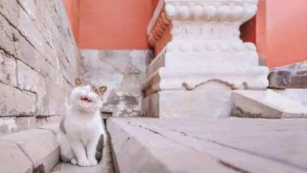 故宫最胆小御猫，我们只是惊呼是不够的