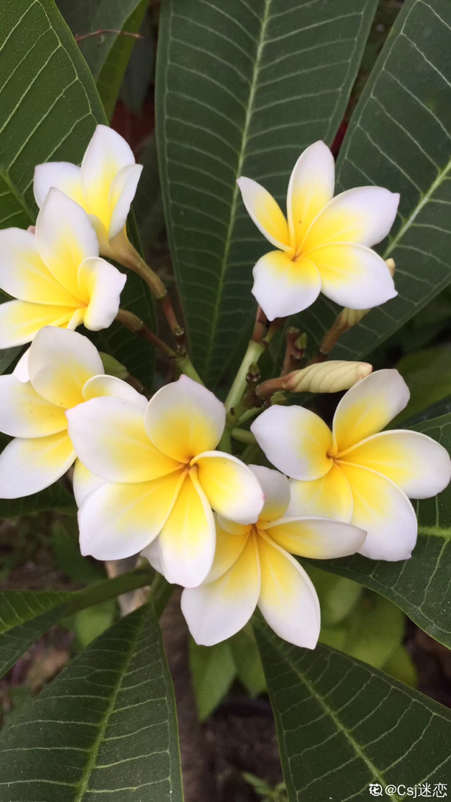 生僻唯美的花名，生僻唯美的花名四字（6种小众花）