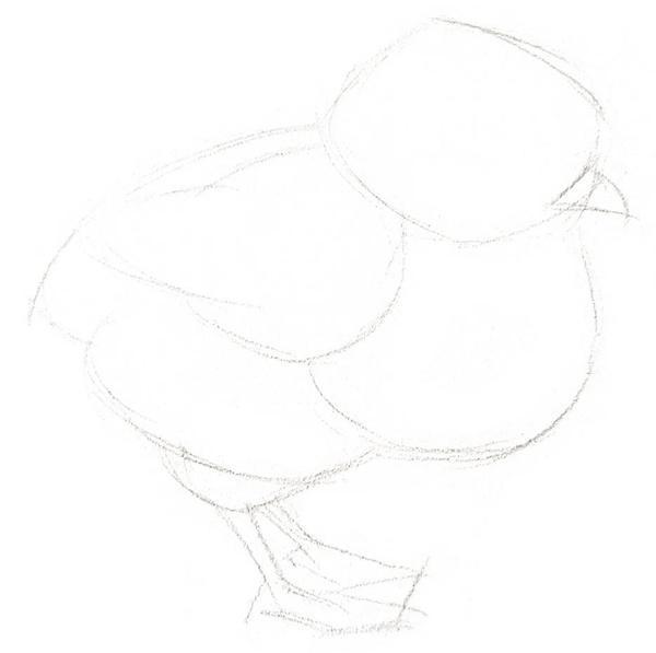 母鸡怎么画简单漂亮，怎样画简笔画母鸡（教你画一只可爱的小鸡）