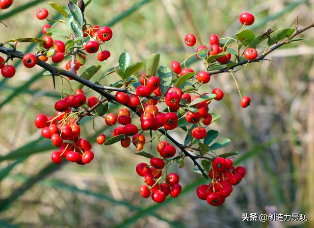 常绿灌木有哪些，这21种你见过吗，常绿灌木有哪些（10种常见的常绿灌木你都知道吗）