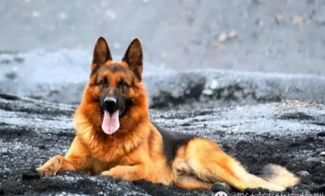 警犬幼犬领养要求，领养军犬警犬的条件（私人想要收养一只军犬）