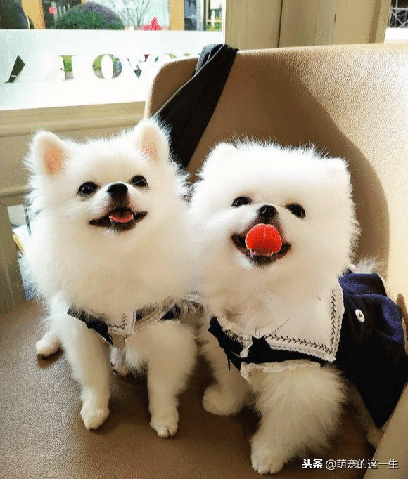 怎样分辨博美犬的性格，小博美的这几个性格特点