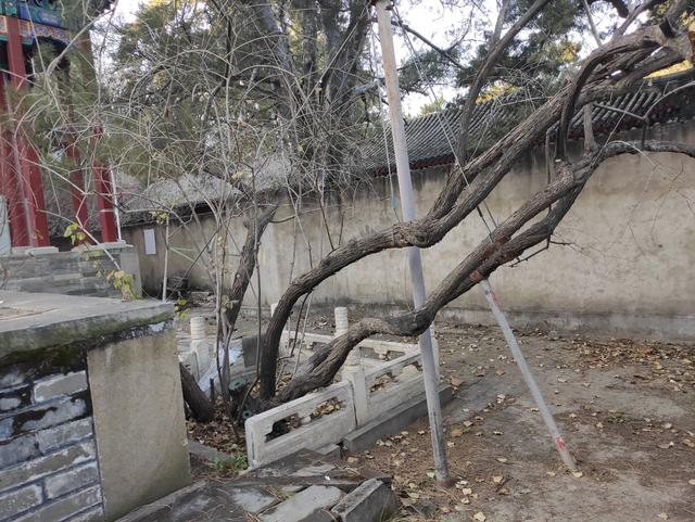 戒台寺与潭柘寺区别，戒台寺与潭柘寺区别是什么（戒台寺一日游）