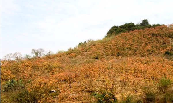 恭城莲花中学（扩量提质）