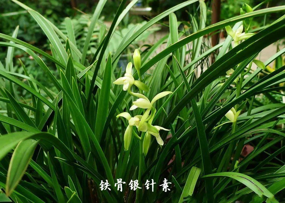 兰花什么时候开花，兰花开花时间（兰花最全养护要点）