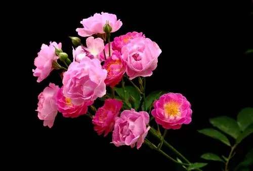 蔷薇杀手又怎样 最终还是落入你用花做的网三十万悬赏金是送你最后的礼物，蔷薇杀手又怎样,最终我还是是什么意思（十宗罪之蔷薇杀手图片）