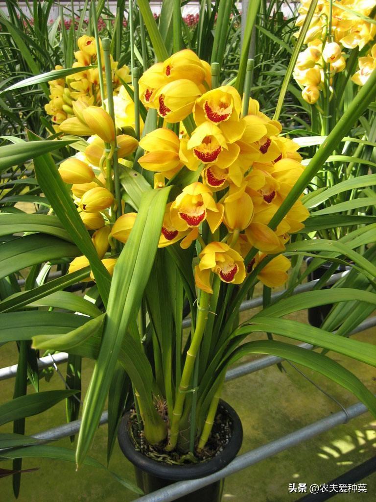 腊梅放在家里的寓意，此5种“年宵花”摆在家里