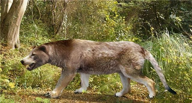 南极有北极熊吗，为什么北极熊不生长在南极（南极有南极熊吗）