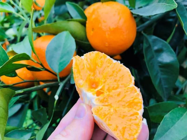 写乡村甘蔗的优美句子，家乡的甘蔗作文1000字（环江蜜汁沃柑，迷之好吃）