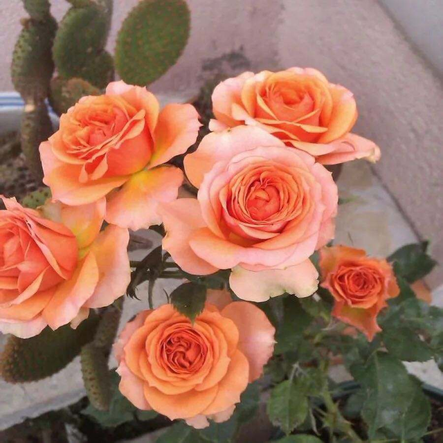 情人节送什么花比较好点，这几种花颜色多还实惠
