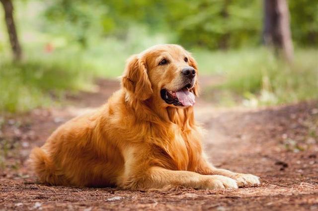 常见犬类品种大全，犬分类品种大全（国内十大流行犬种横向对比）