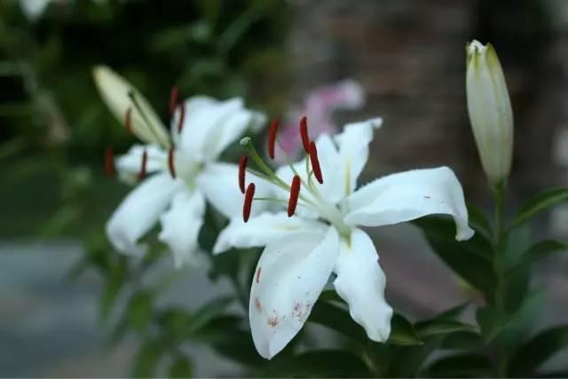 各种花的花语，各种花的花语爱情（史上最全花语大全）