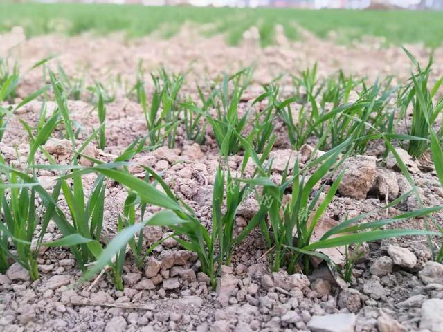 河北小麦种植时间，河北小麦种植时间和方法（小麦播种过早过晚都不好）