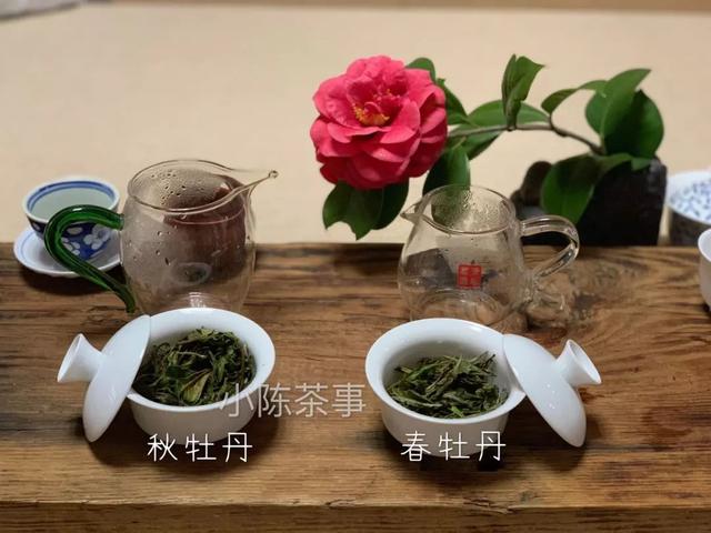 白牡丹茶怎么泡，白牡丹是什么茶（白茶春牡丹和秋牡丹）