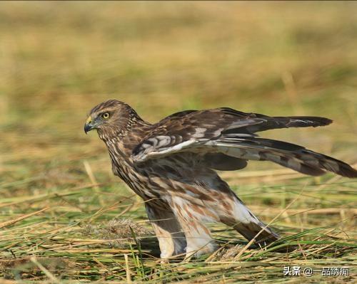 一个东一个鸟怎么读，一个东一个鸟怎么念（见过好多鸟名生僻字）