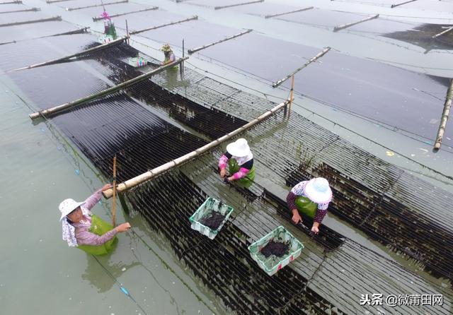 紫菜是哪里生长的，紫菜是生长在哪里的啊海里面吗（莆田这个村号称“中国紫菜第一村”）