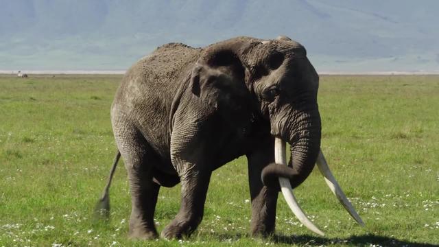 杨棋珺非洲森林象，非洲森林象和亚洲象（称霸非洲草原无敌手）