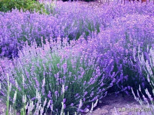 熏衣草的花语是什么，薰衣草的花语和寓意（终于收集齐全了传说中的花语全套）