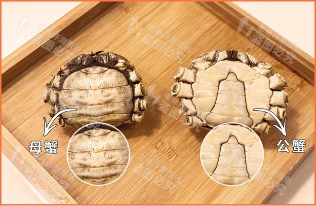 螃蟹喜欢吃什么，螃蟹吃什么（公蟹好吃还是母蟹好吃）