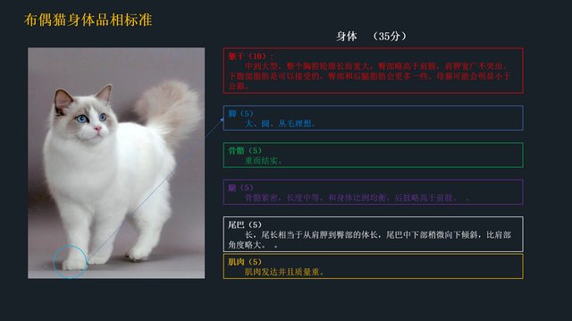 如何挑选布偶猫幼猫，简单几招学会挑选心仪的布偶猫