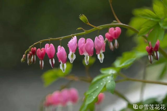 马蹄莲花期有多长，马蹄莲 花期（这花连开10个月）