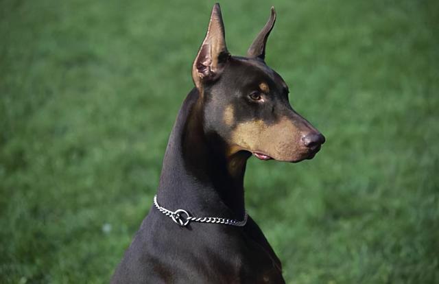 杜宾犬打架，养杜宾犬需要了解这几点（杜宾犬打架视频）