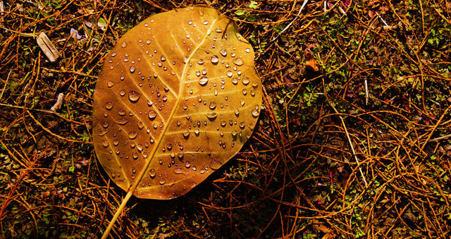 树叶的作用，白香树叶的作用（可以改善增肥土壤）
