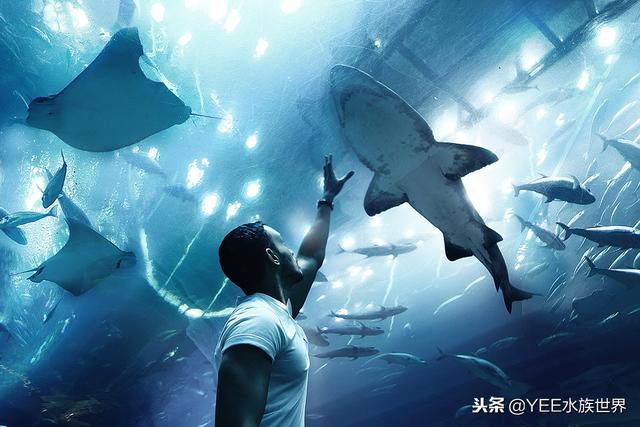 鱼拉白便一定是肠炎吗，鱼便白色就是肠炎吗（还好早学会了应对办法）