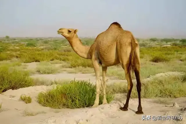 波斯湾地理位置，波斯湾在哪里（走进世界石油宝库——波斯湾）