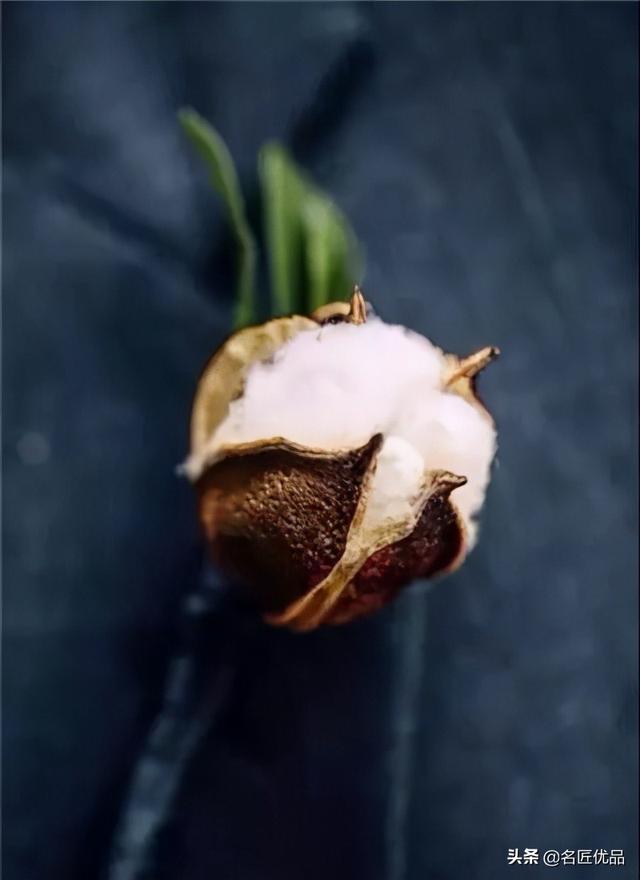 棉花花语和寓意是什么，棉花花语（花店老板娘手中的棉花）