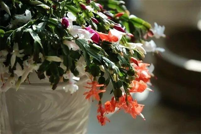 住宅大门朝东，住宅大门朝东风水布局（家里的大门朝哪）