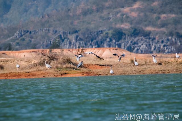 长脖老等是什么鸟，沾益区湿地精灵：苍鹭