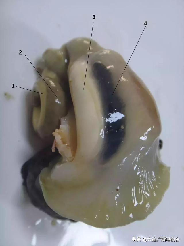 蒸海螺哪里不能吃,海螺可以蒸么(大连海鲜的这些地方能吃吗) 蒸海螺哪里不能吃,海螺可以蒸么(大连海鲜的这些地方能吃吗)