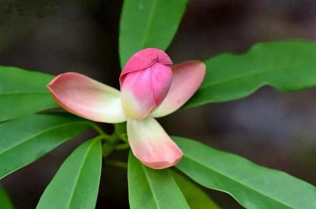 红花木莲树多少钱一株，红花木莲怎么养护（红花木莲，开花太漂亮了）