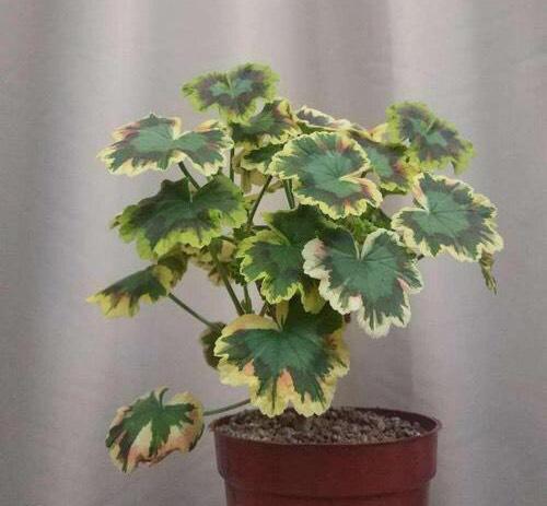 天竺葵的养殖方法，万岁玫瑰天竺葵的养殖方法（从10月开花到来年6月份）