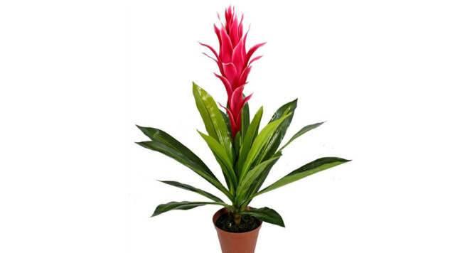 每个属相的招财花，十二属相的招财花（你的生肖养什么植物最旺你）