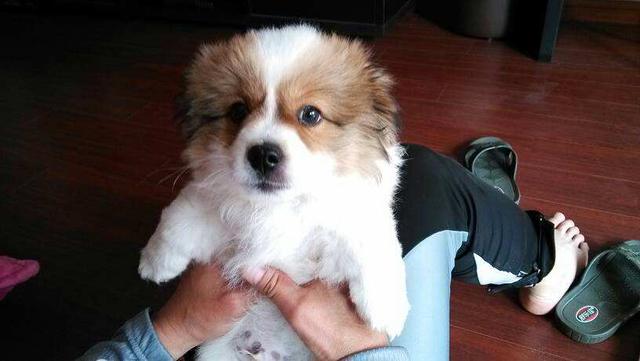 串串狗是什么意思，串串狗是土狗吗（你知道为什么\