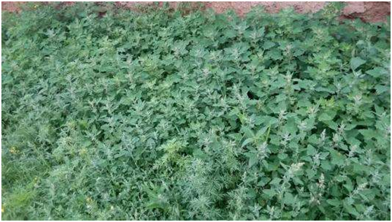 布衣蔬食的意思，布衣蔬食的意思英语翻译（从成语“布衣蔬食”简谈古人的吃穿）