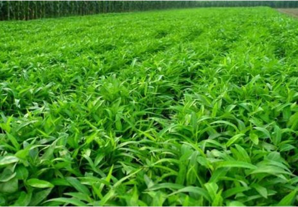 空心菜种植时间和方法，空心菜种植的方法和时间（空心菜什么时候播种）