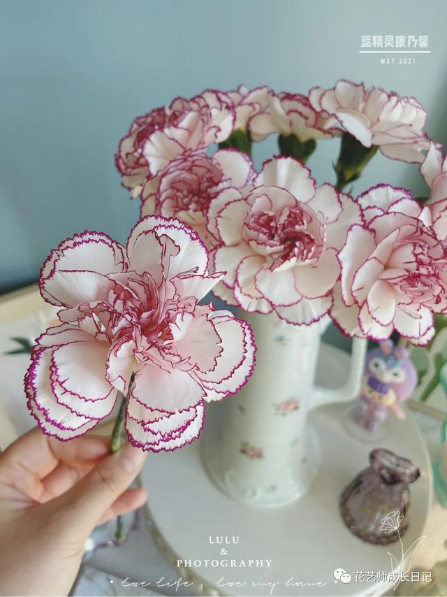 康乃馨花语，康乃馨花语22朵代表什么（却要叫蓝精灵的康乃馨~vol.3）