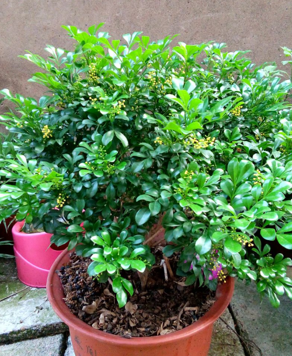 米兰花的养殖，满屋飘着淡淡的幽香（米兰花的养殖方法和注意事项冬季）