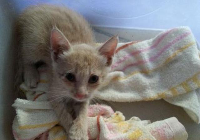 刚出生的小猫怎么养，刚出生的小猫怎么喂养（需从奶猫的日常需求出发）