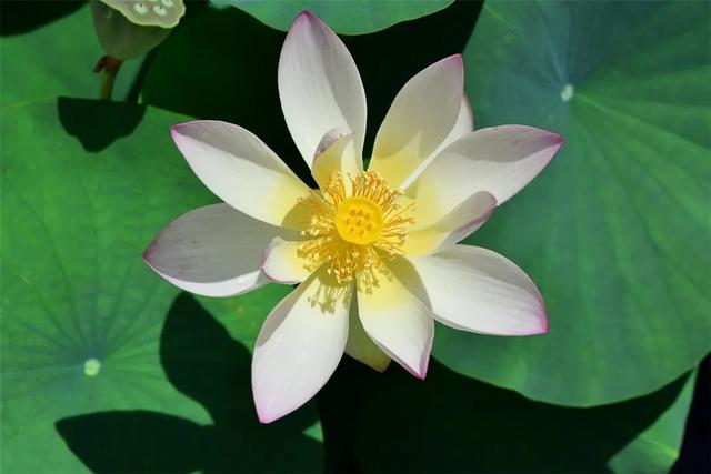 澳门的市花是什么，澳门的市花是什么名字（二十一届澳门荷花节体验这个莲花宝地）