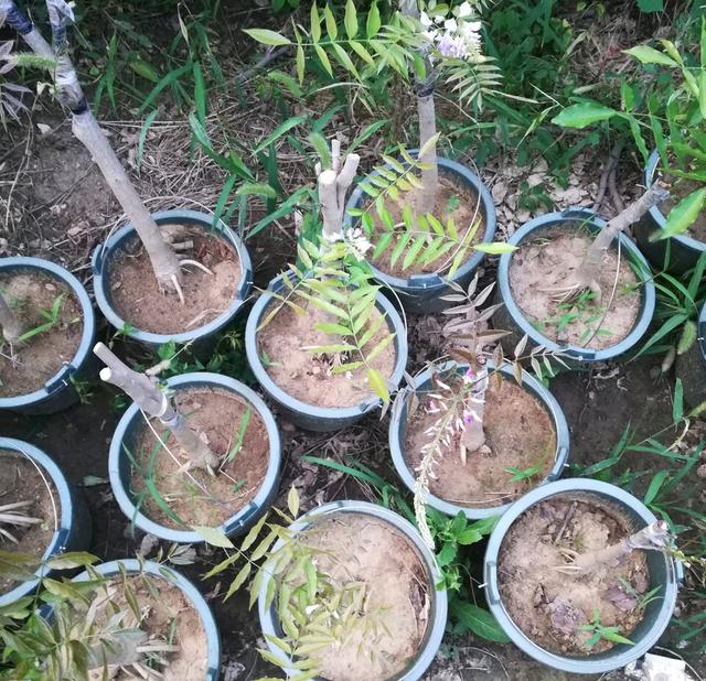 适合庭院养的紫藤花，阳台、院子就种一棵紫藤