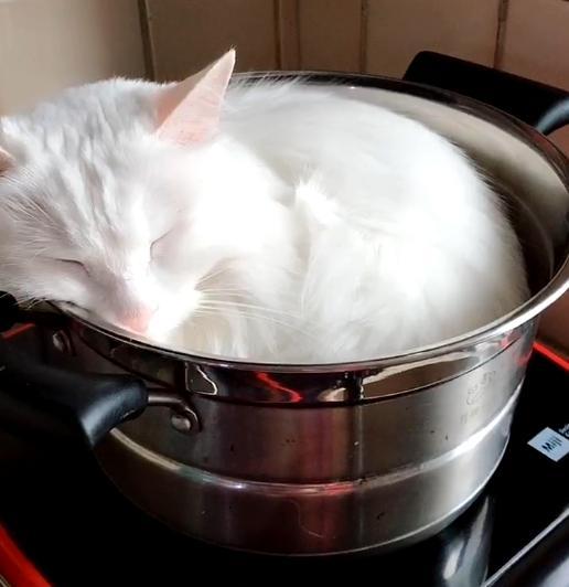 猫怕冷还是怕热，猫咪怕冷还是怕热的表现（如果您家猫有以下行为）