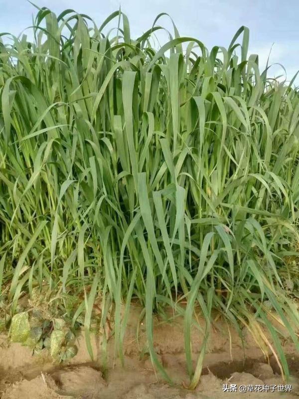 草籽冬天能种活吗，冬季草籽撒播方法（冬季养殖种黑麦草可以吗）